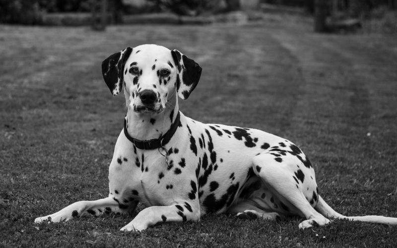 Spring Walks: Keeping Your Dog Comfortable on Longer Days