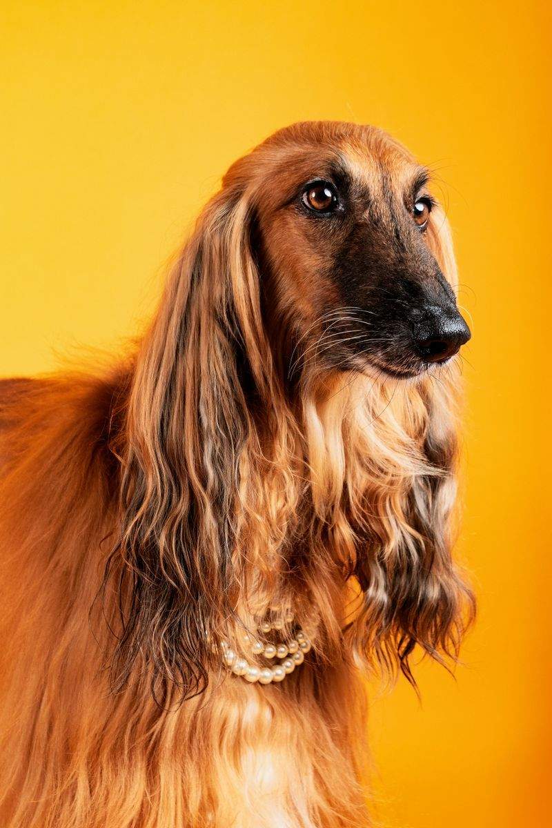 Signs Your Dog May Need More Exercise and Mental Stimulation