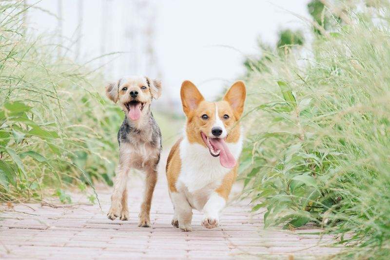 FjordPaws Dog Care 1