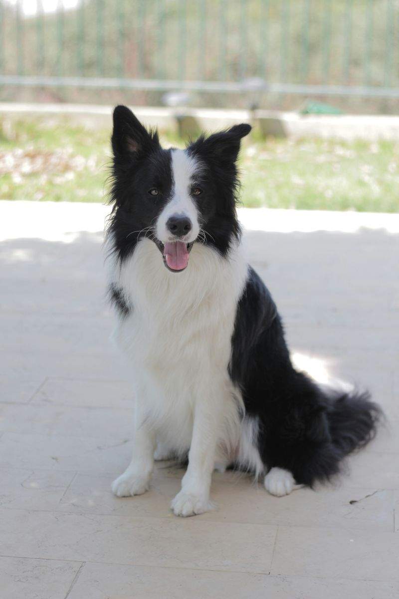 FjordPaws Dog Care 11