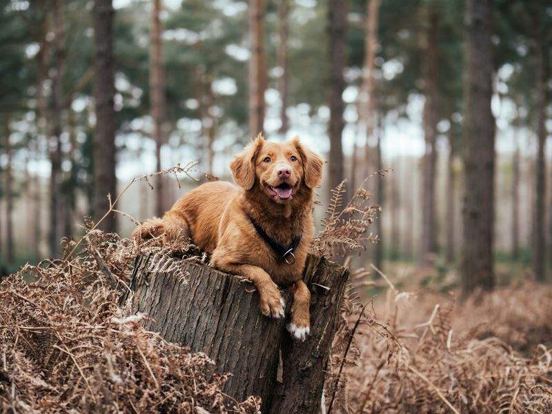 FjordPaws Dog Care 12