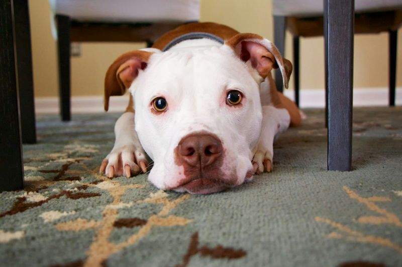 FjordPaws Dog Care 13