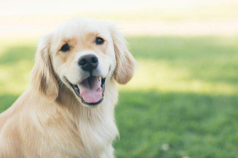 FjordPaws Dog Care 14