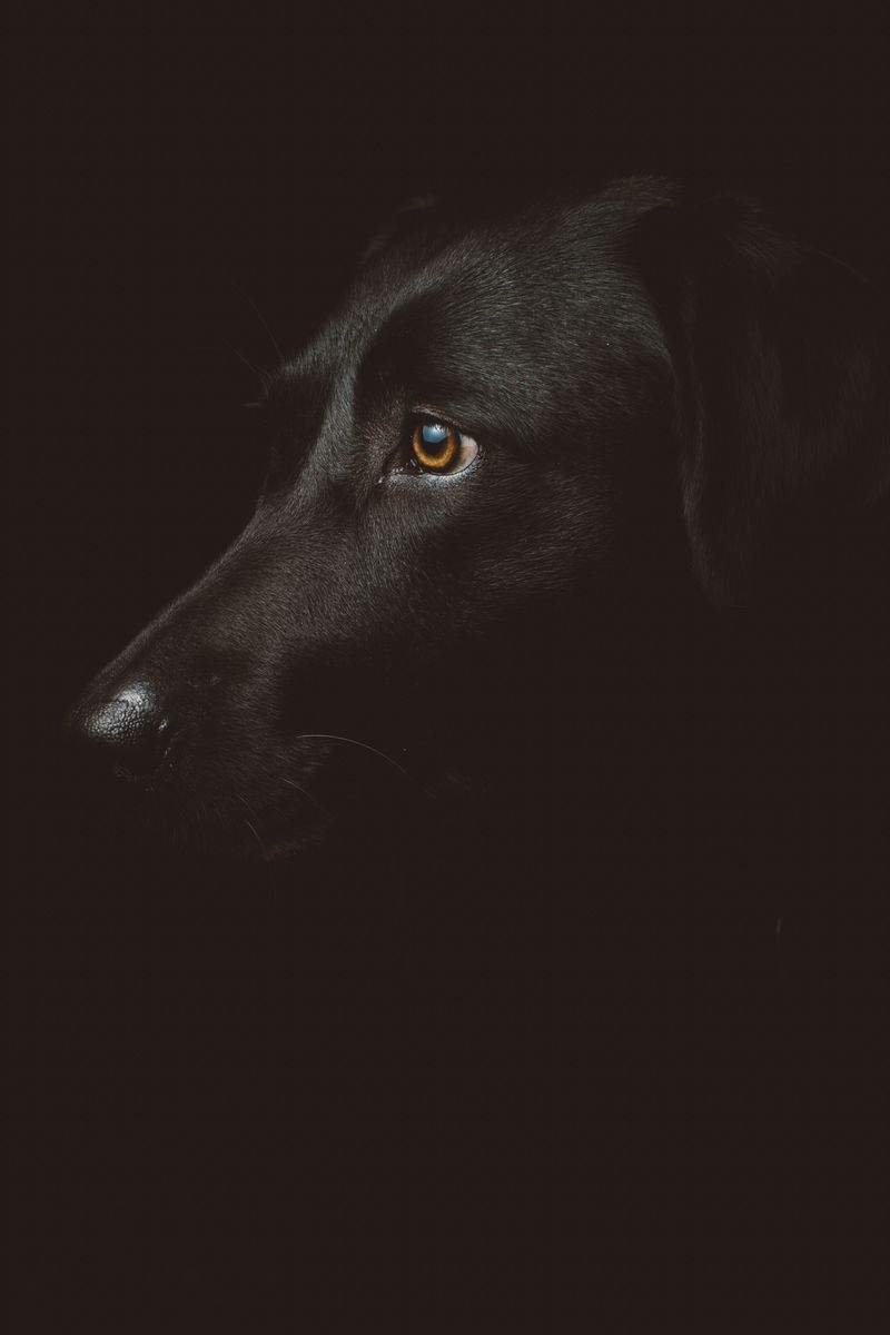 FjordPaws Dog Care 15