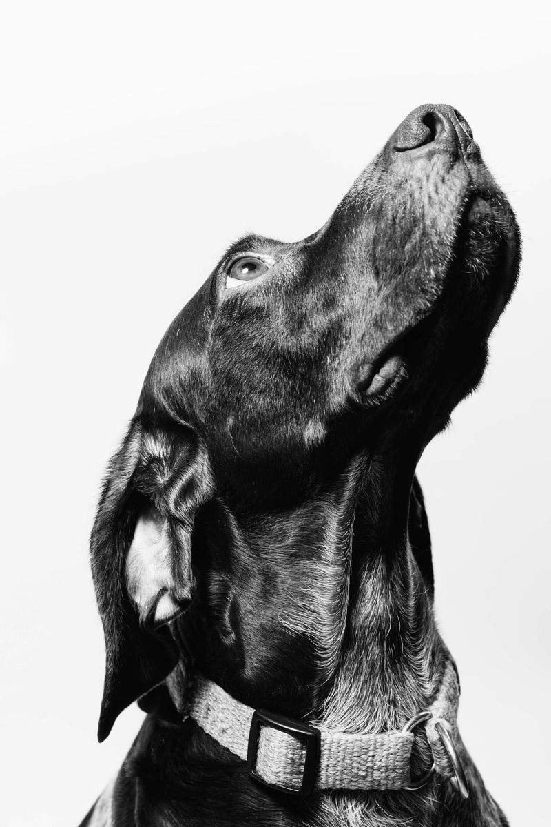 FjordPaws Dog Care 2