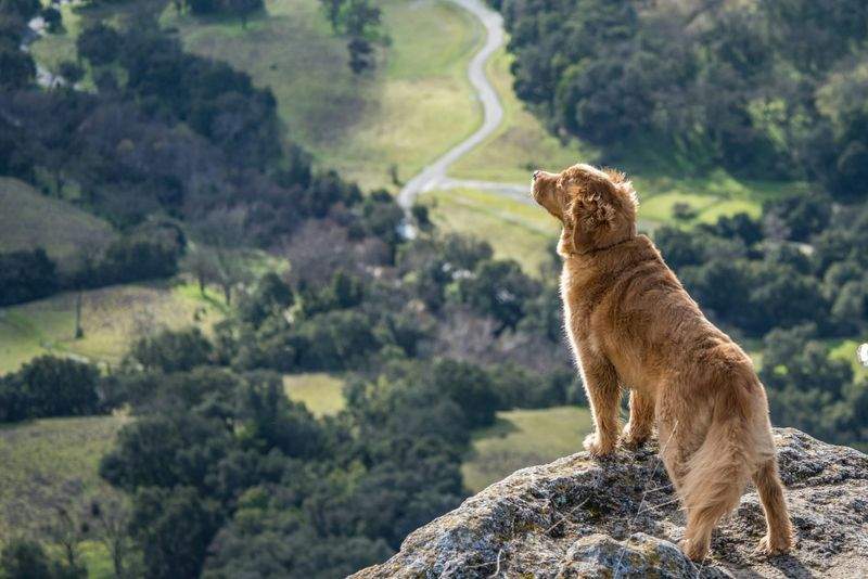FjordPaws Dog Care 3
