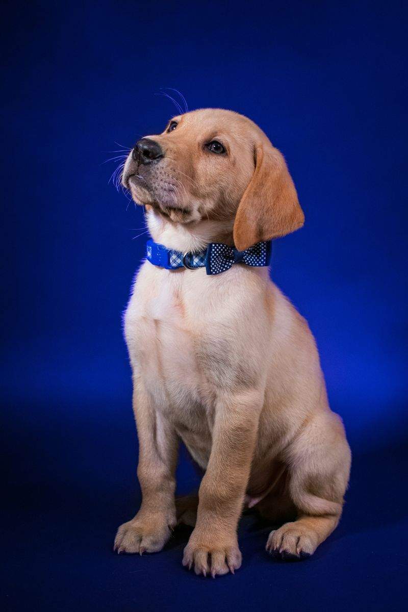 FjordPaws Dog Care 4