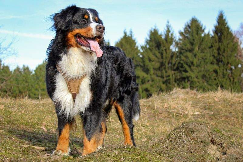 FjordPaws Dog Care 5