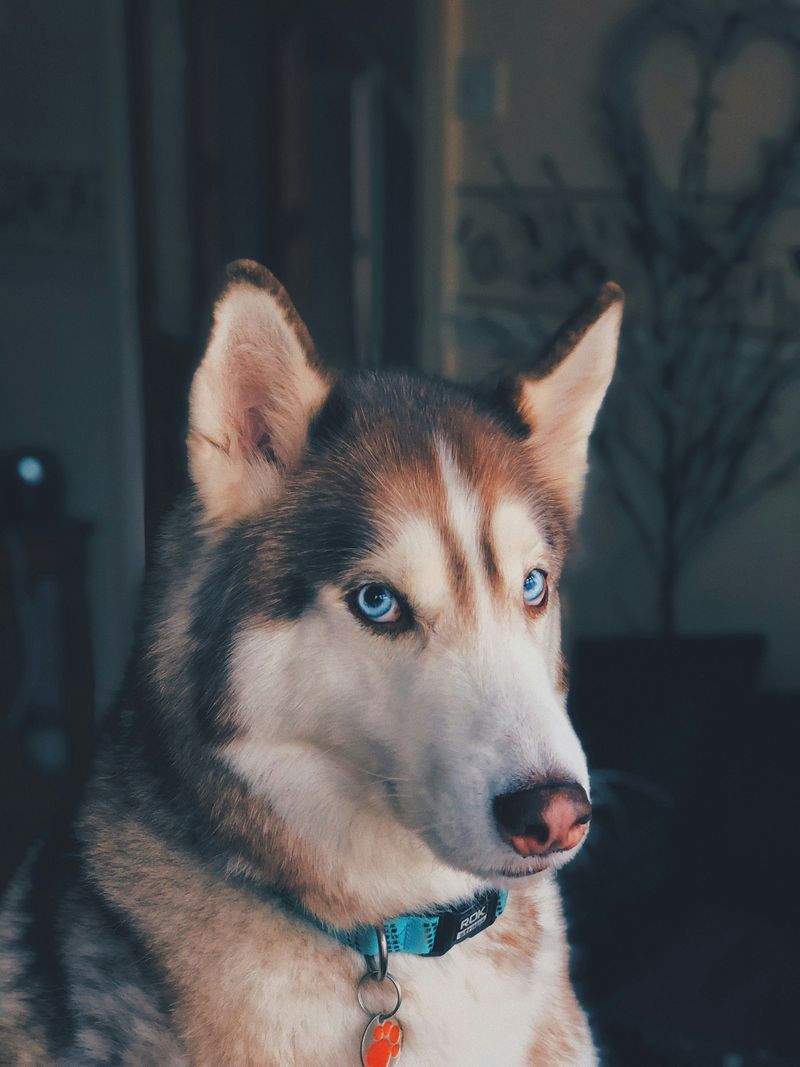 FjordPaws Dog Care 6