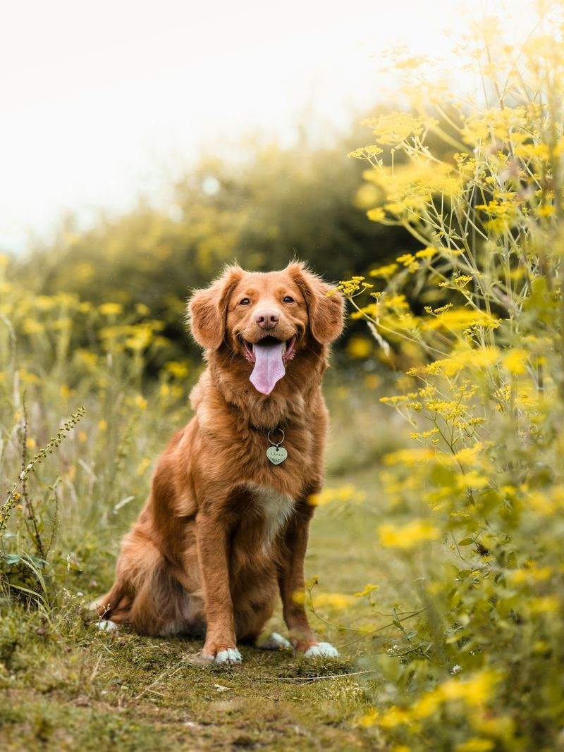 FjordPaws Dog Care 7