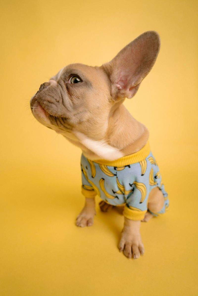 FjordPaws Dog Care 9