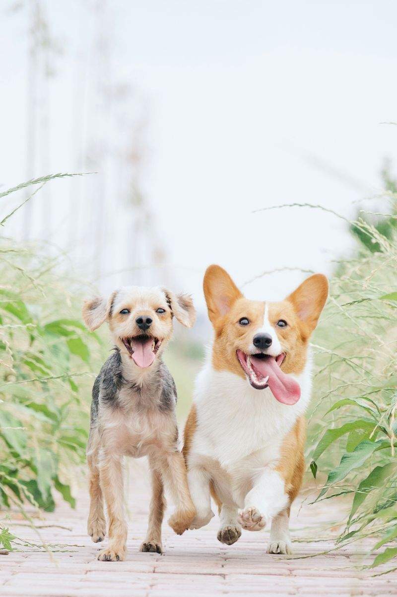 FjordPaws Dog Care