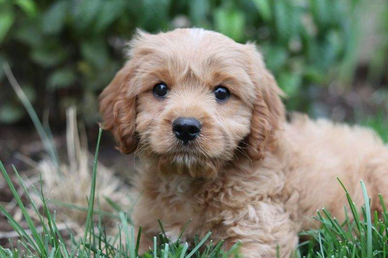 Puppy socialization visits