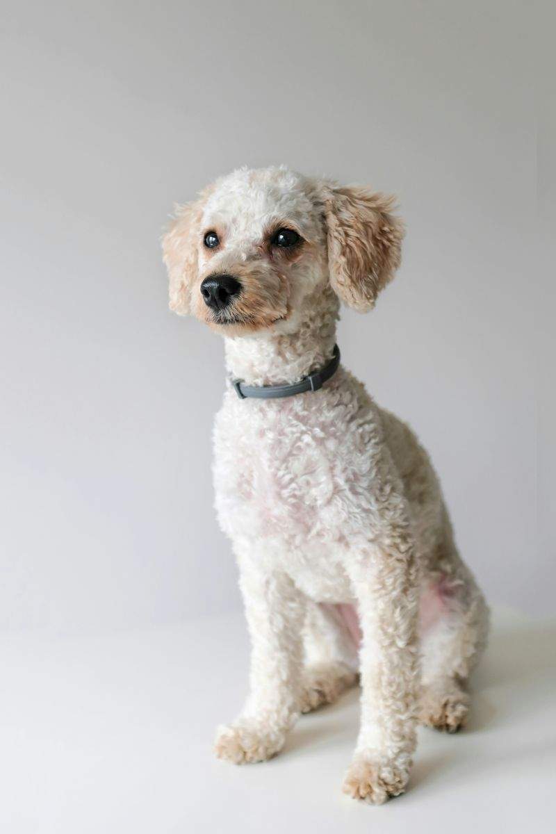 Grooming and coat care